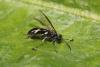 Macrophya sp.
